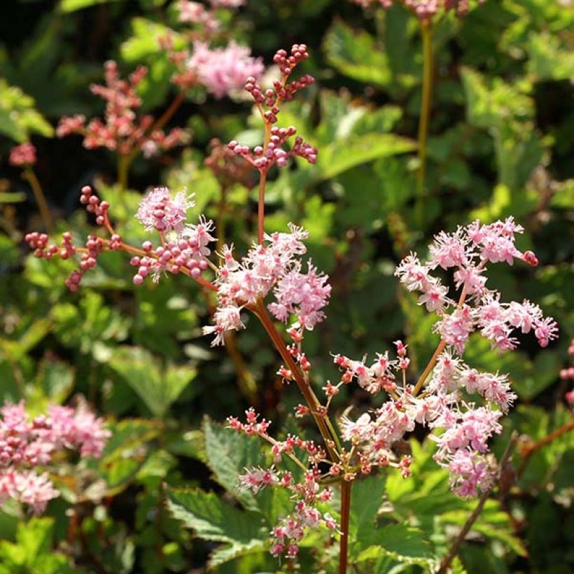 Filipendula Kahome, Reine des prés (Floraison)