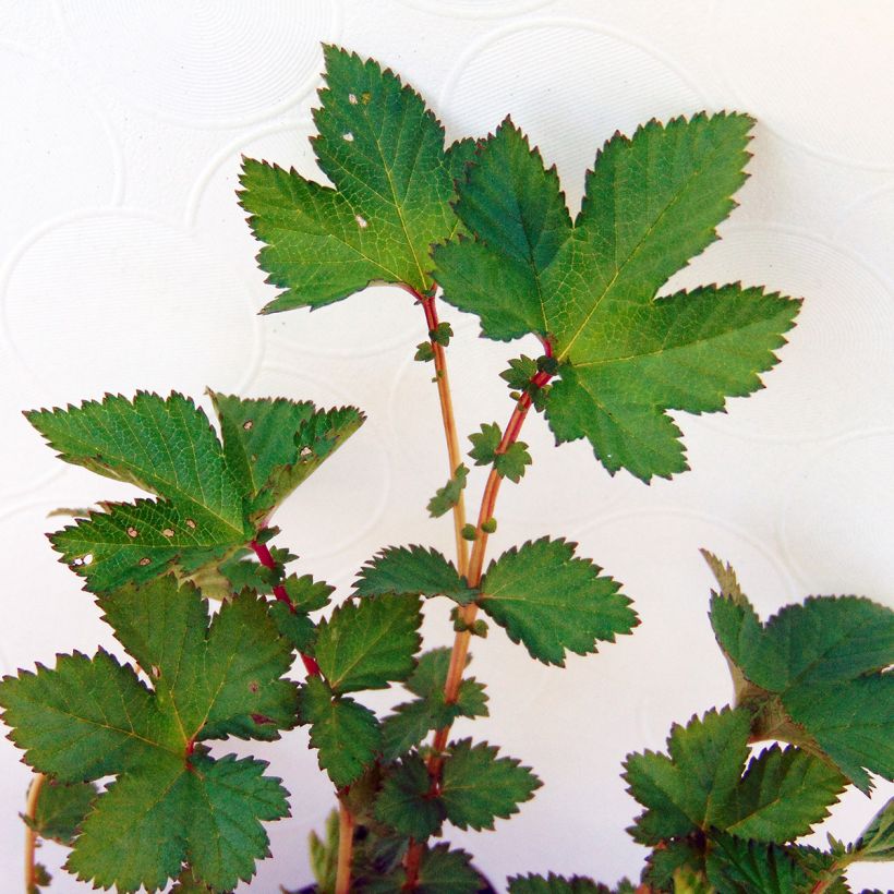 Filipendula Kahome, Reine des prés (Feuillage)