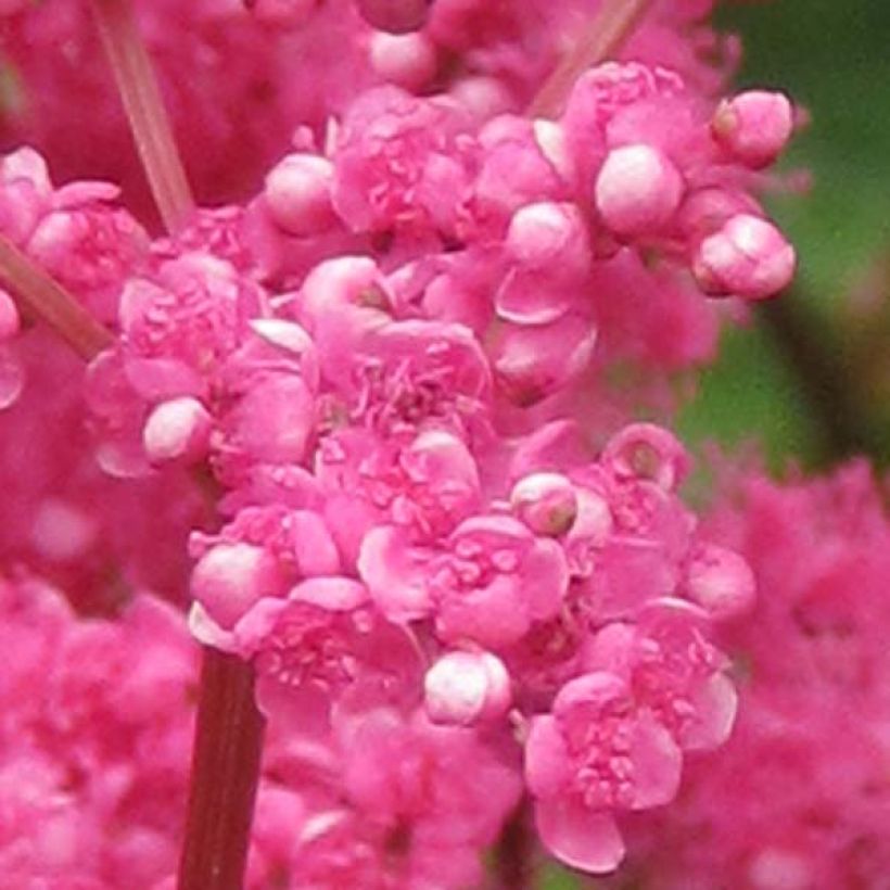 Filipendula purpurea - Reine des Près (Floraison)