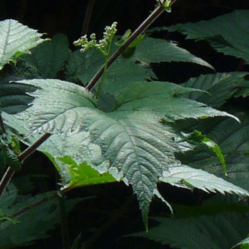 Filipendula camtschatica - Reine des Près (Feuillage)