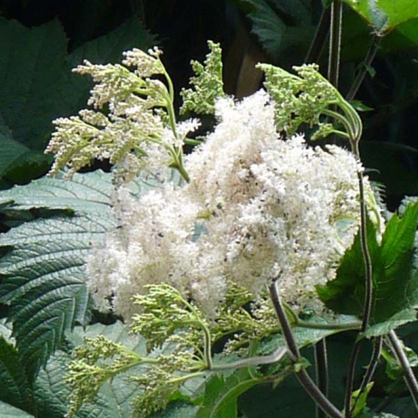 Filipendula camtschatica - Reine des Près (Floraison)