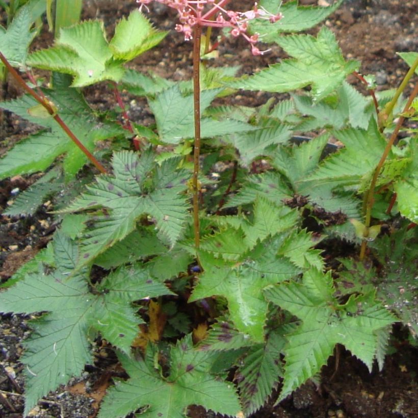 Filipendula multijuga, Reine des Près (Feuillage)