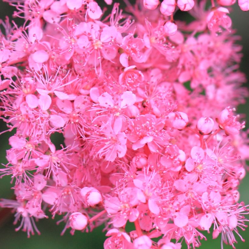 Filipendula multijuga, Reine des Près (Floraison)