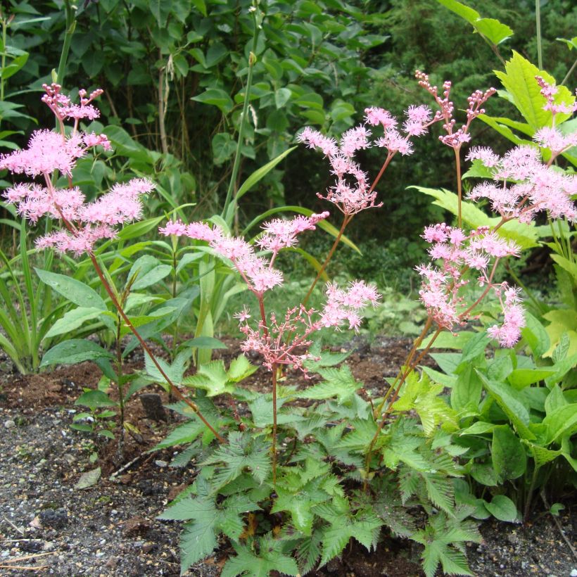 Filipendula multijuga, Reine des Près (Port)