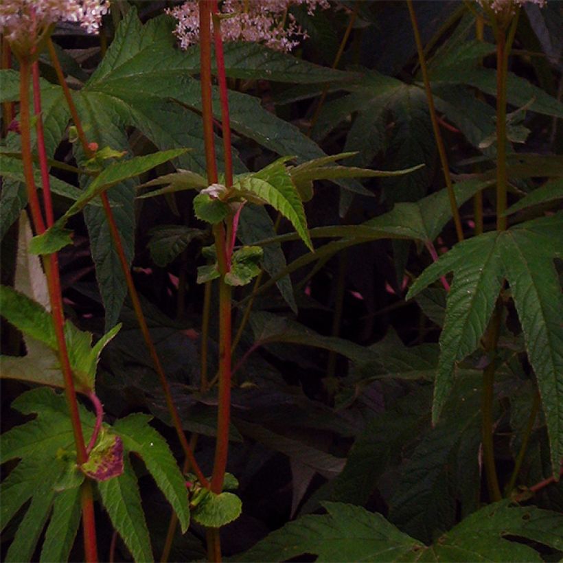 Filipendula palmata - Filipendule palmée (Feuillage)