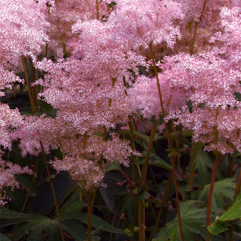 Filipendula palmata - Filipendule palmée (Floraison)