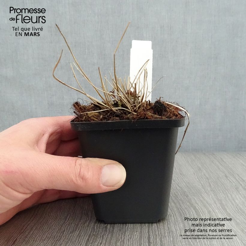 Spécimen de Filipendula palmata - Filipendule palmée Godet de 9cm tel que livré au printemps