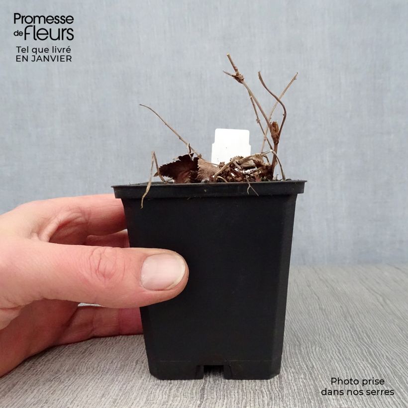 Spécimen de Filipendula palmata Nana - Filipendule palmée tel que livré en hiver