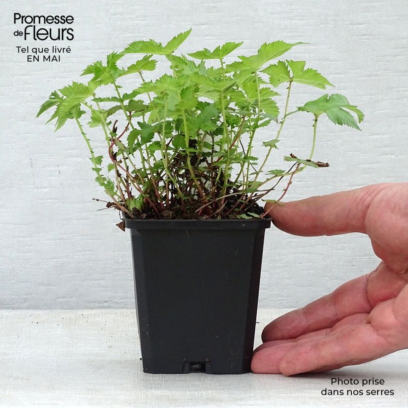 Spécimen de Filipendula palmata Nana - Filipendule palmée Godet de 9cm tel que livré au printemps