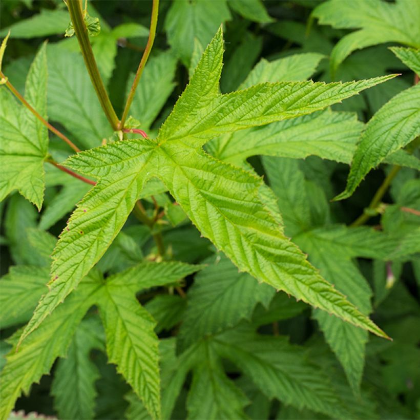 Filipendula purpurea Alba - Reine des Prés (Feuillage)