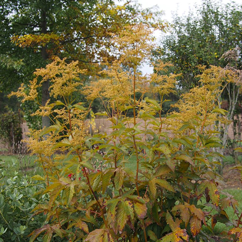 Filipendula purpurea Alba - Reine des Prés (Port)