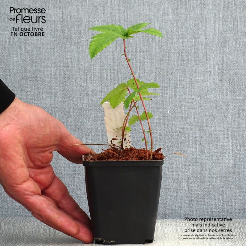 Spécimen de Filipendula purpurea Alba - Reine des prés Godet de 8/9 cm tel que livré en automne