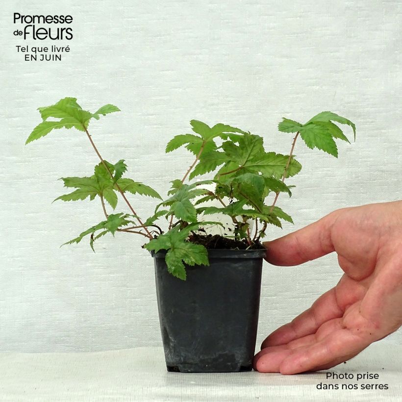 Spécimen de Filipendula purpurea Alba - Reine des prés Godet de 8/9 cm tel que livré en été