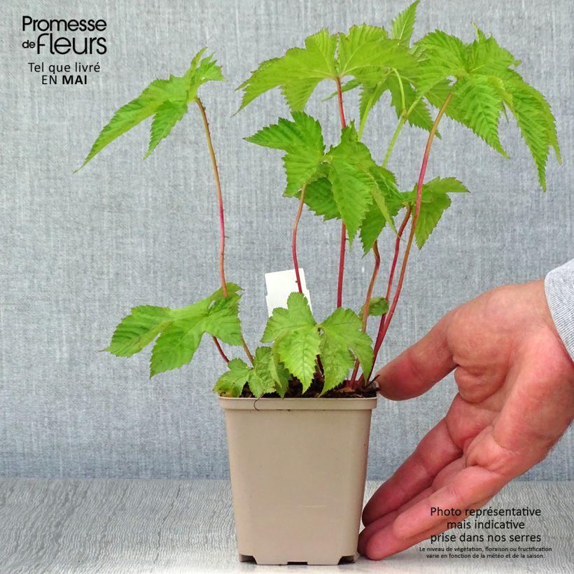 Spécimen de Filipendula purpurea - Reine des prés Godet de 8/9 cm tel que livré au printemps
