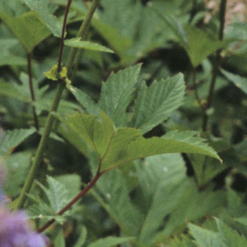 Filipendula purpurea Elegans, Reine des Près (Feuillage)
