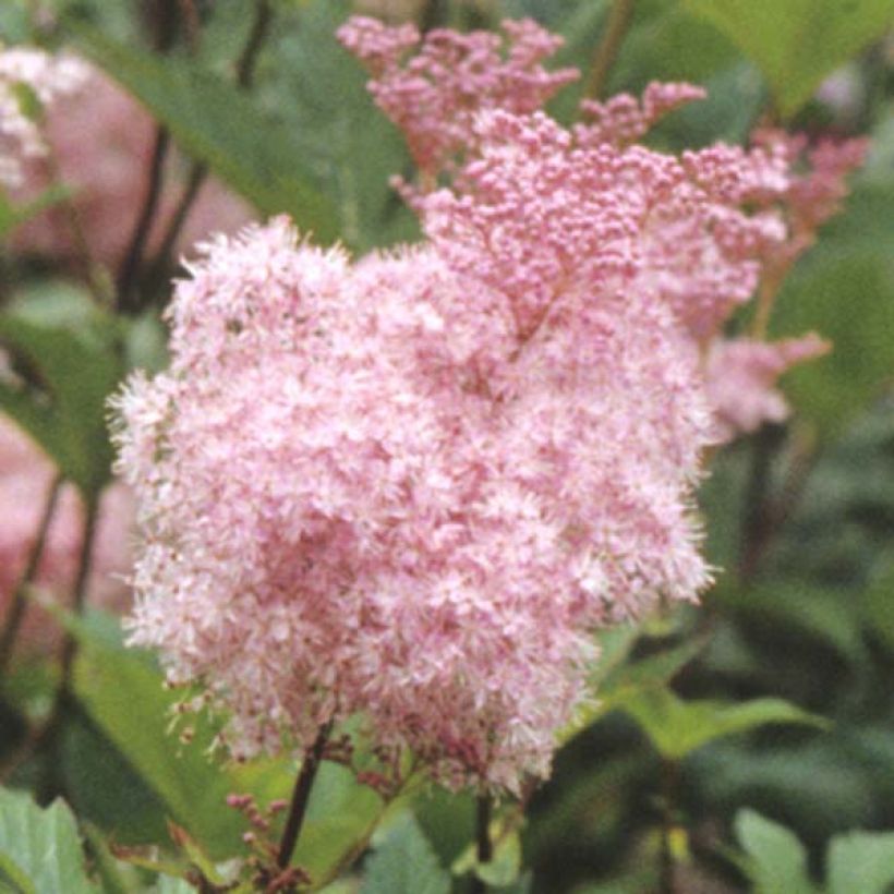 Filipendula purpurea Elegans, Reine des Près (Floraison)