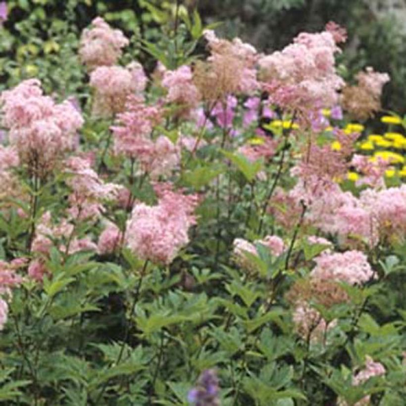 Filipendula purpurea Elegans, Reine des Près (Port)