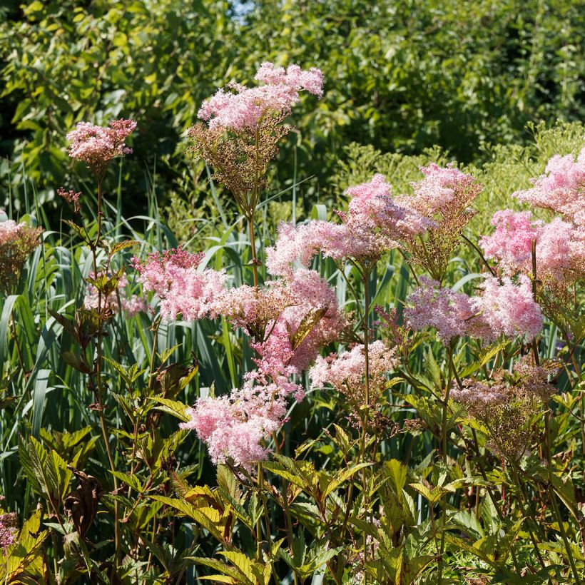 Filipendula rubra Venusta - Reine des Près (Port)