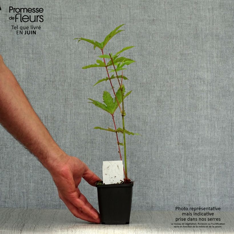 Spécimen de Filipendula rubra Venusta - Reine des prés Godet de 8/9 cm tel que livré en été