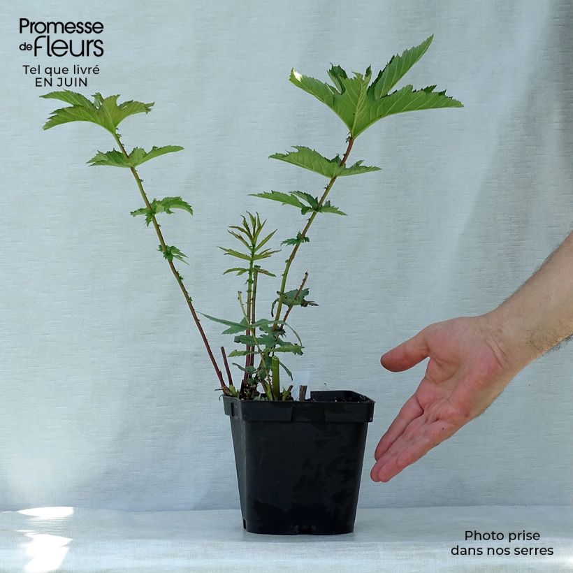 Spécimen de Filipendula rubra Venusta - Reine des prés Pot de 2L/3L tel que livré en été
