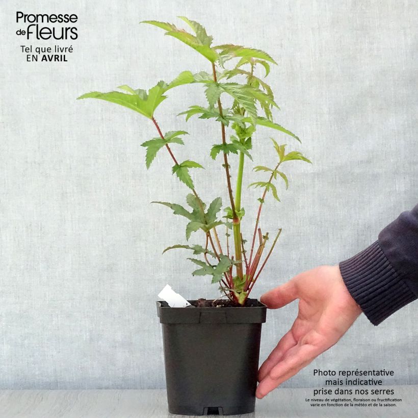 Spécimen de Filipendula rubra Venusta - Reine des prés Pot de 2L/3L tel que livré au printemps