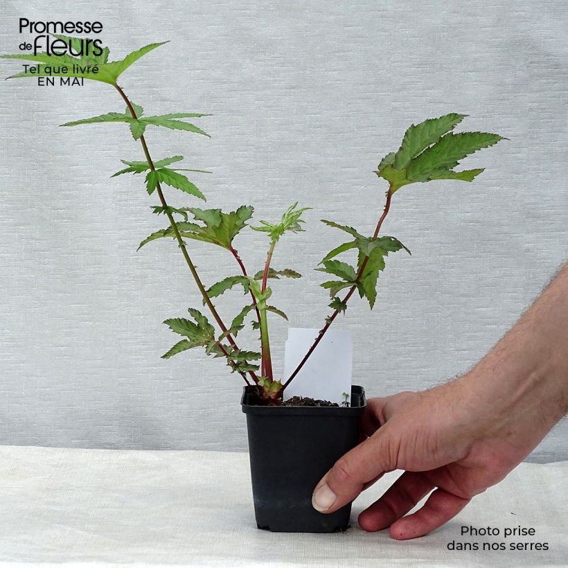 Spécimen de Filipendula rubra Venusta - Reine des prés Godet de 8/9 cm tel que livré au printemps