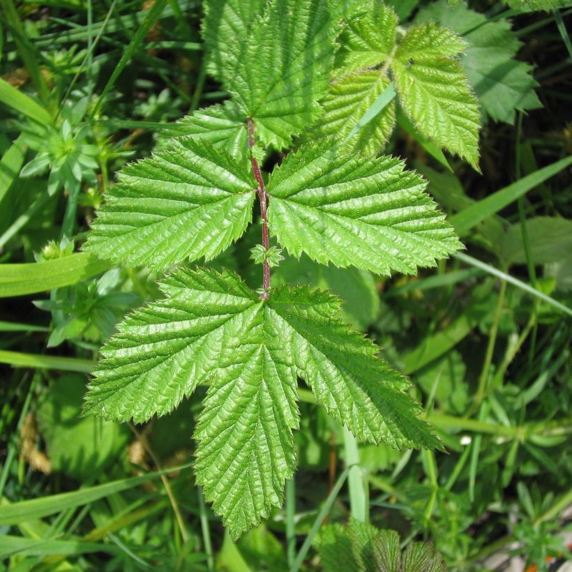 Filipendula ulmaria - Reine des Prés (Feuillage)