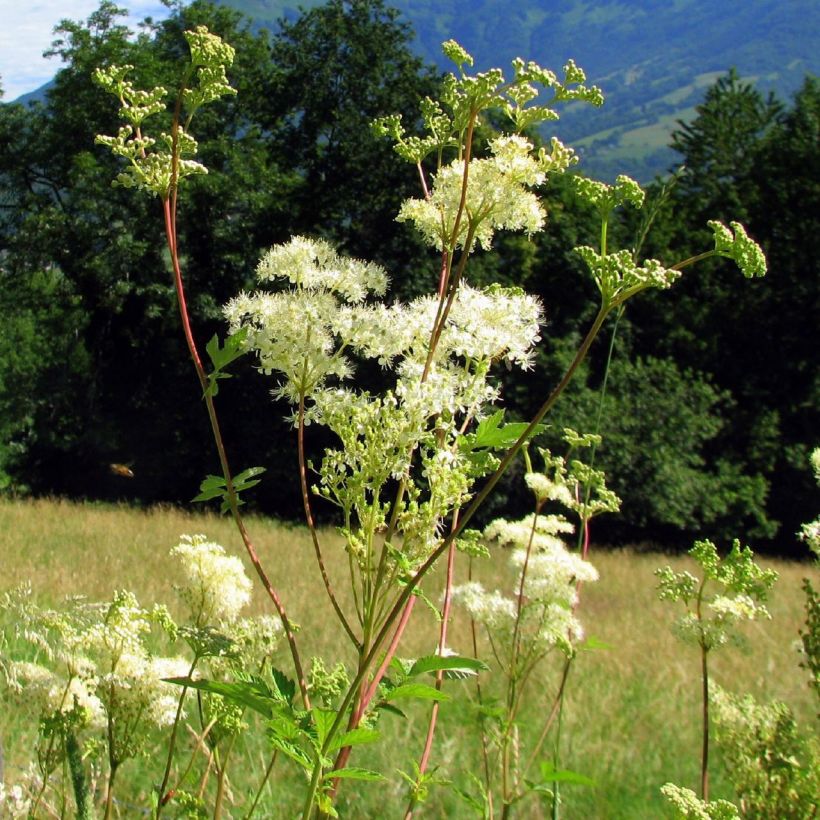 Filipendula ulmaria - Reine des Prés (Port)