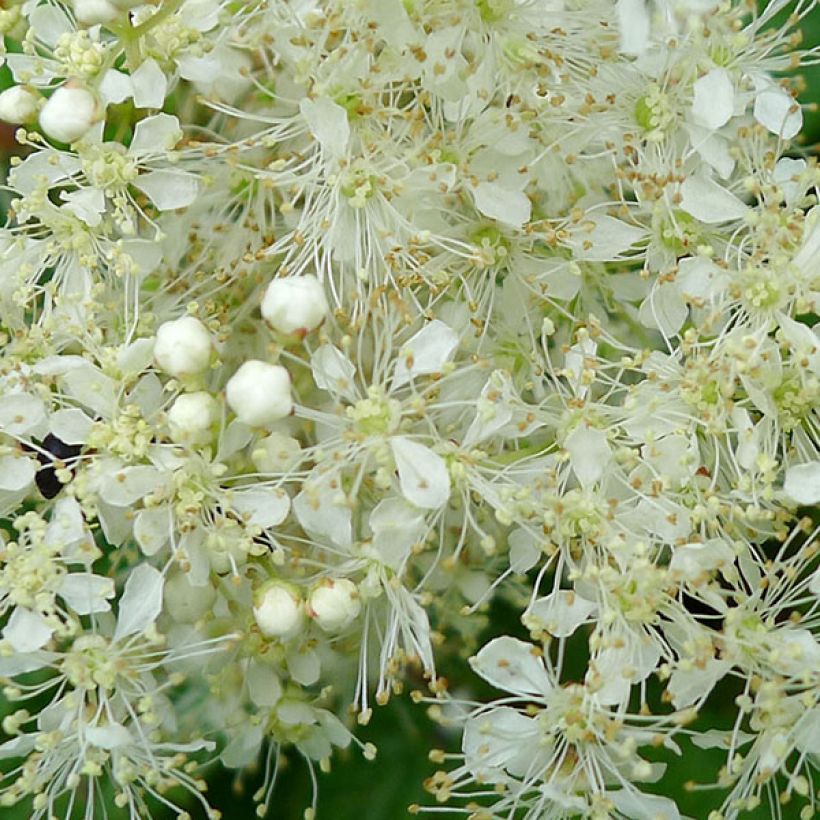 Filipendula ulmaria Aurea - Reine des Prés (Floraison)