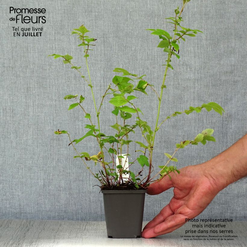 Spécimen de Filipendula ulmaria Aurea - Reine des prés Godet de 8/9 cm tel que livré en été
