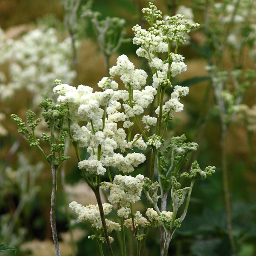 Filipendula ulmaria Plena - Reine des Prés. (Floraison)