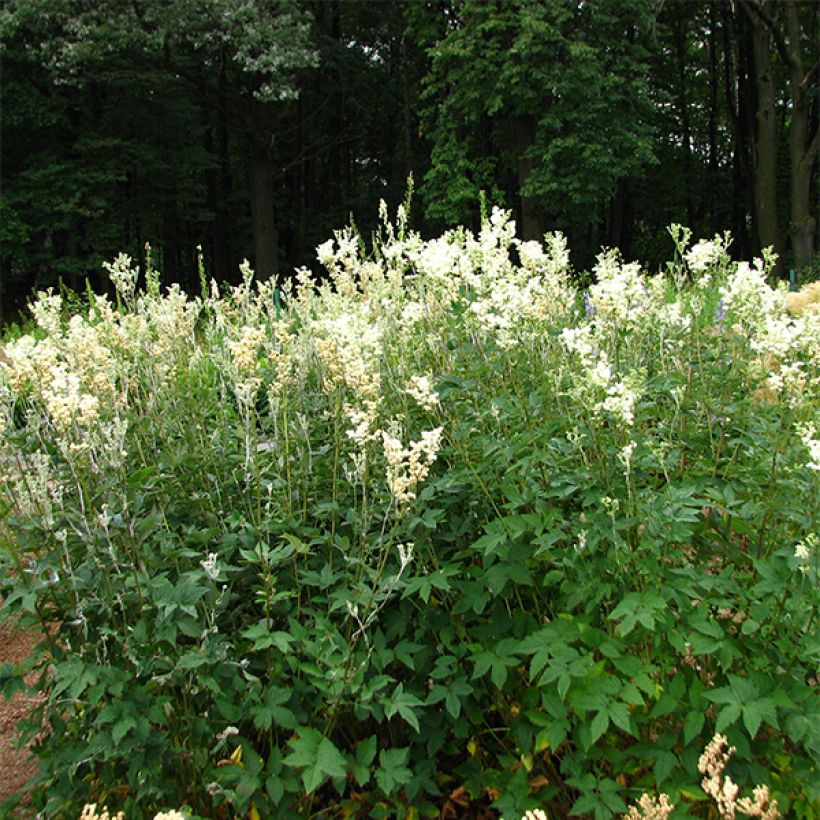 Filipendula ulmaria Plena - Reine des Prés. (Port)