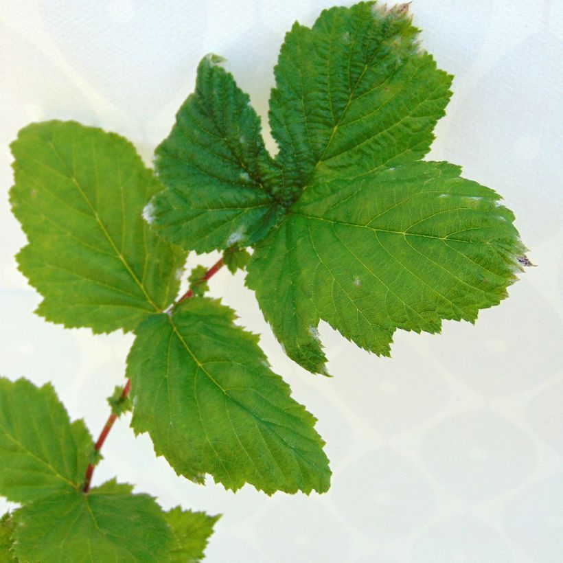 Filipendula ulmaria Plena - Reine des Prés. (Feuillage)