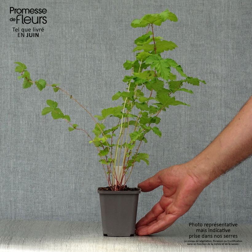 Spécimen de Filipendula ulmaria Plena - Reine des prés Godet de 8/9 cm tel que livré en été
