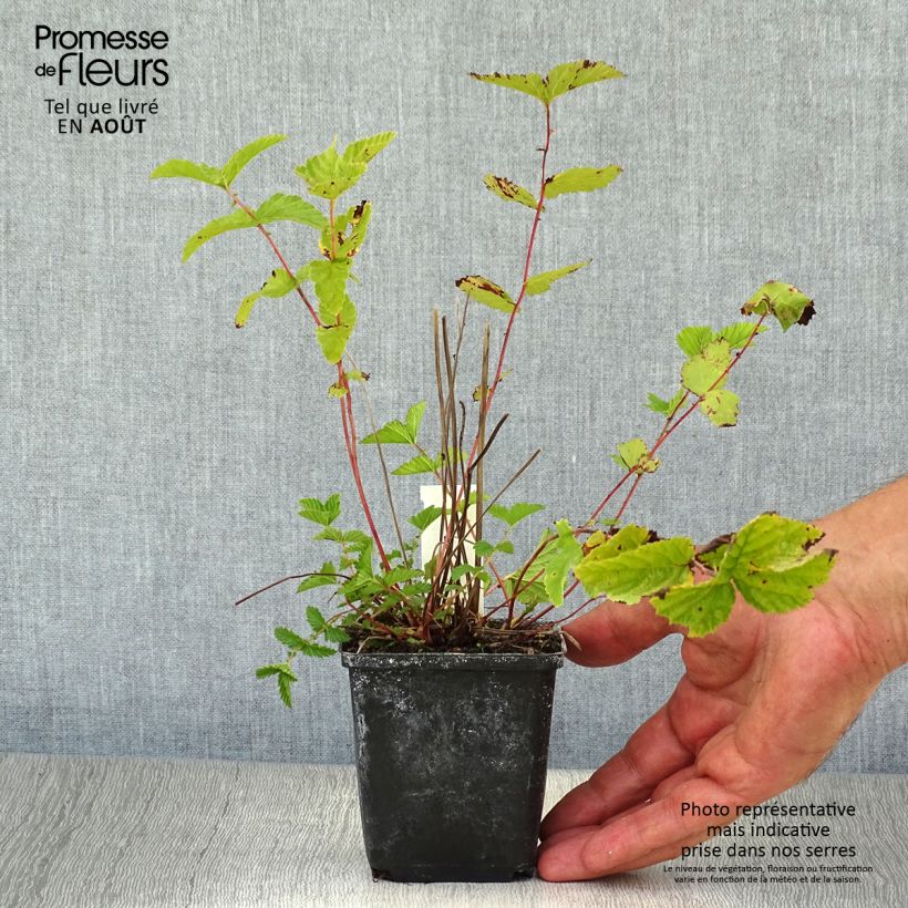 Spécimen de Filipendula ulmaria - Reine des prés Godet de 8/9 cm tel que livré en été