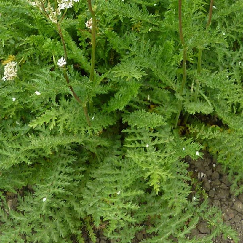 Filipendula vulgaris - Filipendule commune (Feuillage)