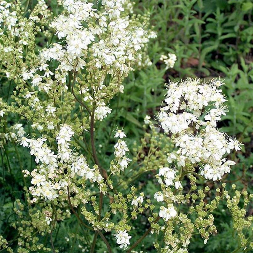 Filipendula vulgaris - Filipendule commune (Floraison)