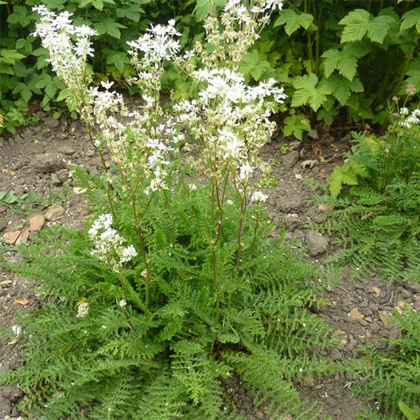 Filipendula vulgaris - Filipendule commune (Port)