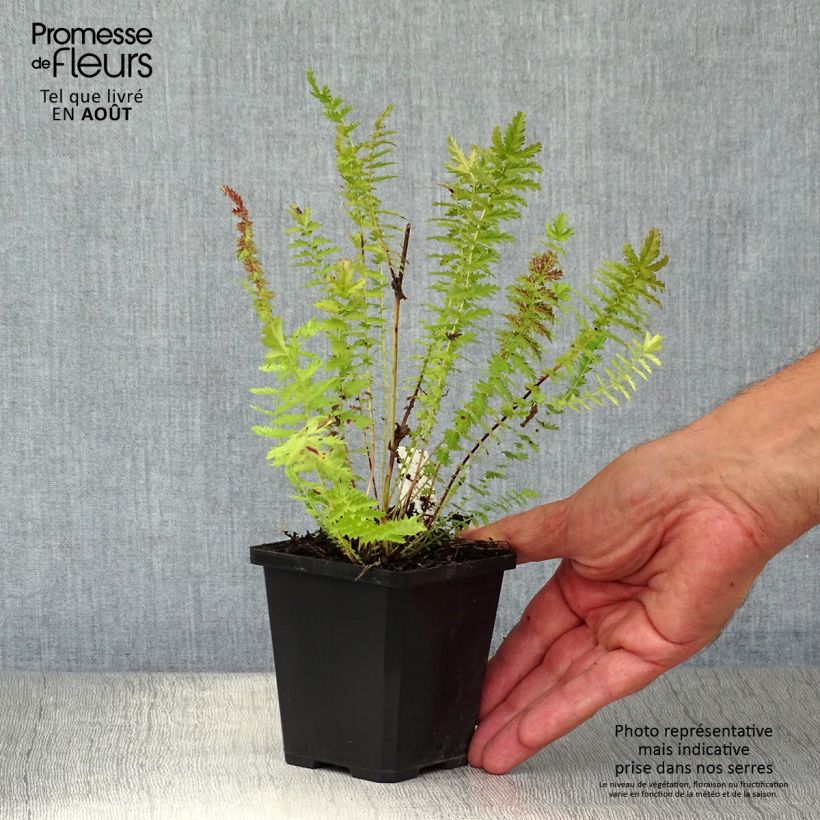 Spécimen de Filipendula vulgaris - Filipendule commune Godet de 8/9 cm tel que livré en été