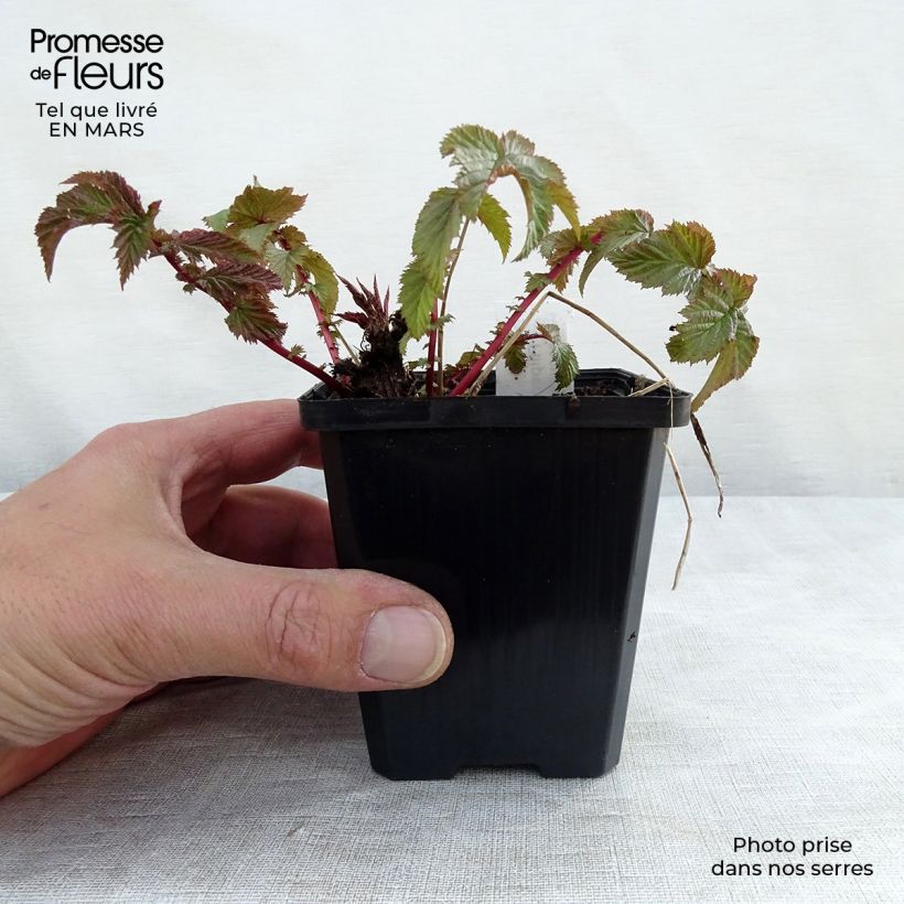 Spécimen de Filipendula vulgaris - Filipendule commune Godet de 9cm tel que livré au printemps