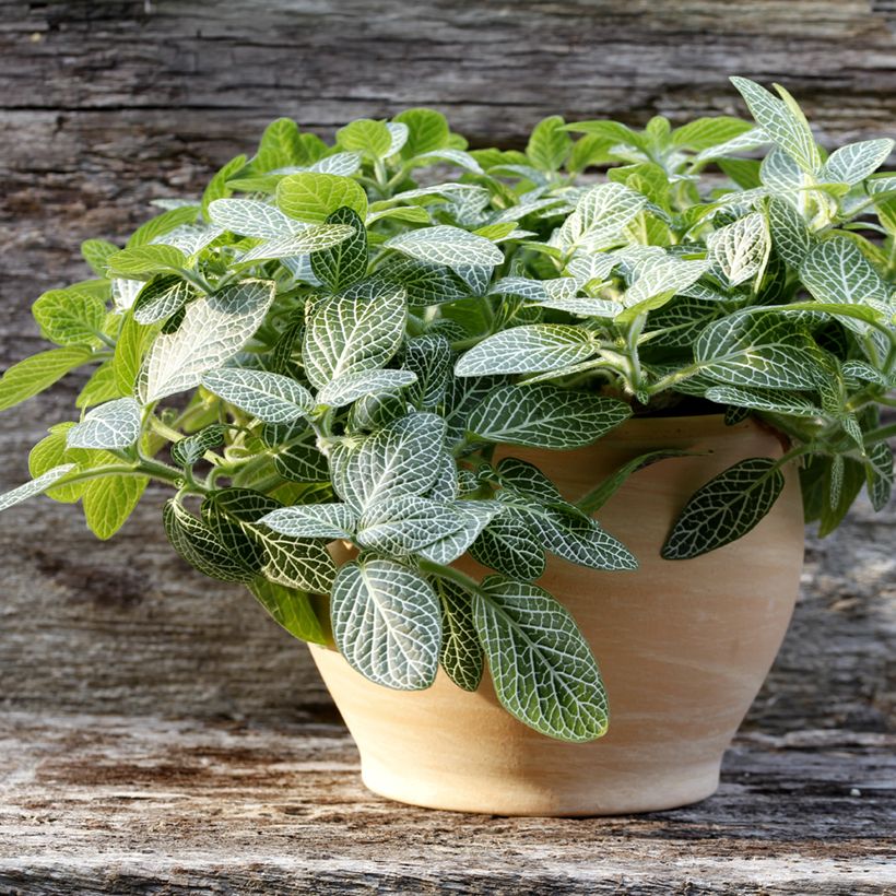 Fittonia Mini White (Port)