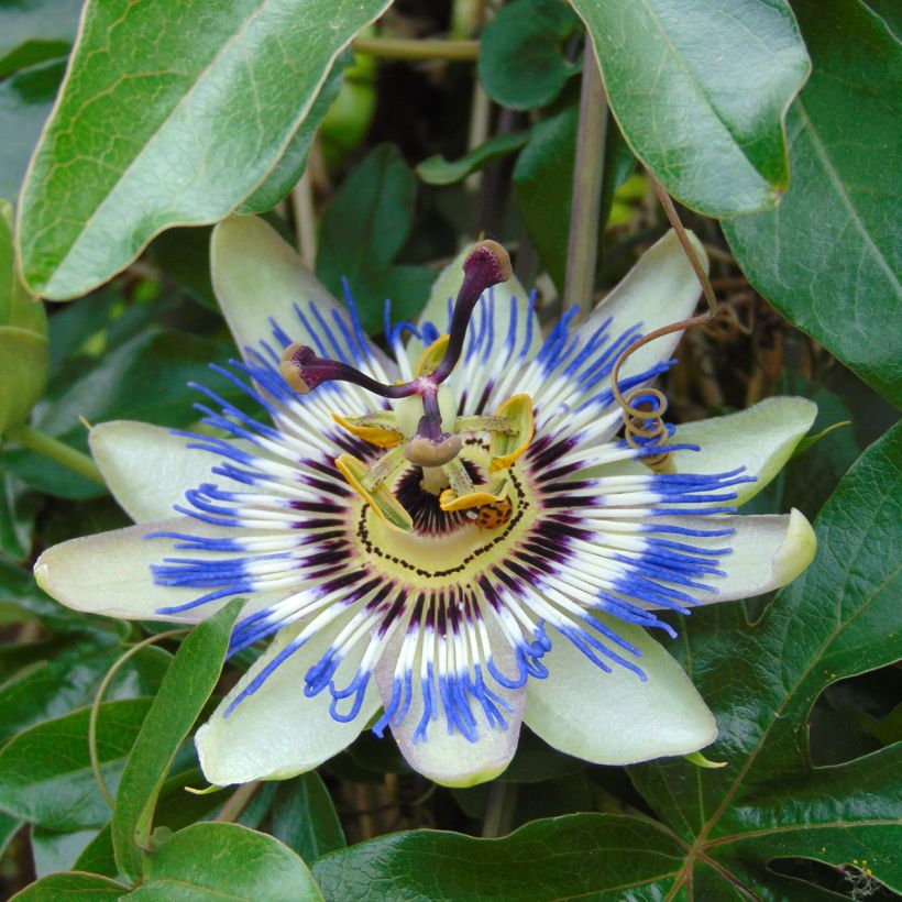 Graines de Fleur de la Passion bleue - Passiflora caerulea (Floraison)