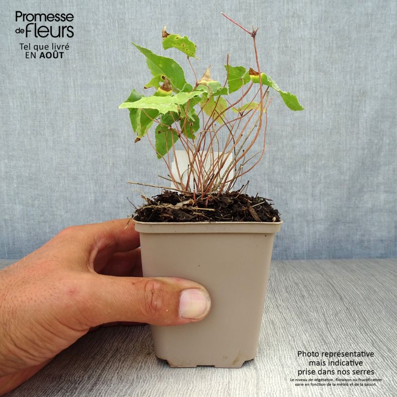 Spécimen de Fleur des Elfes - Epimedium Amber Queen Godet de 8/9 cm tel que livré en été