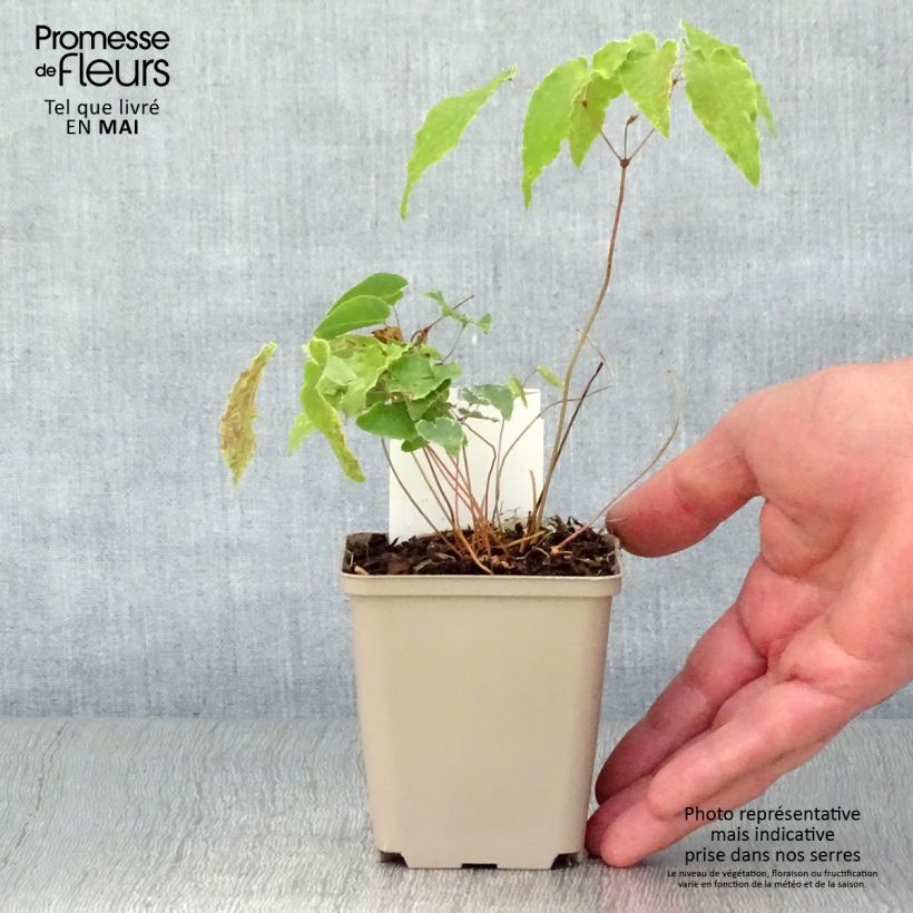 Spécimen de Fleur des Elfes - Epimedium Amber Queen Godet de 8/9cm tel que livré au printemps