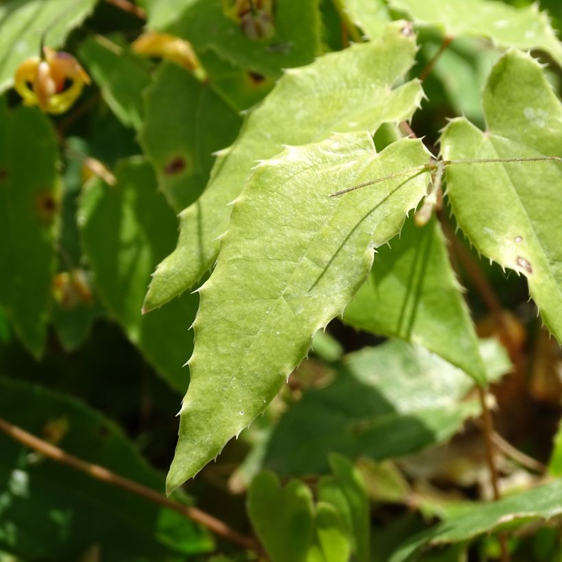 Fleur des Elfes - Epimedium Amber Queen (Feuillage)