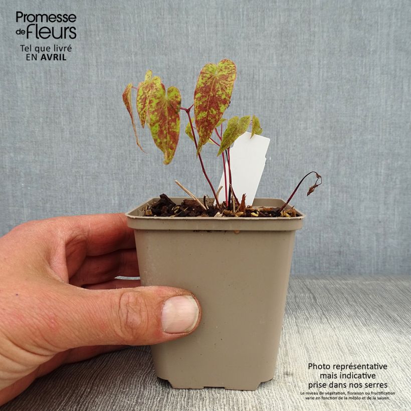 Spécimen de Fleur des Elfes - Epimedium Domino Godet de 8/9 cm tel que livré au printemps