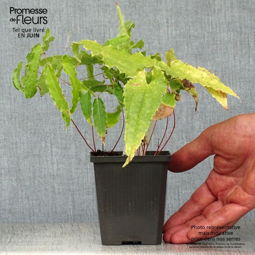 Spécimen de Fleur des Elfes - Epimedium Sphinx Twinkler tel que livré en ete