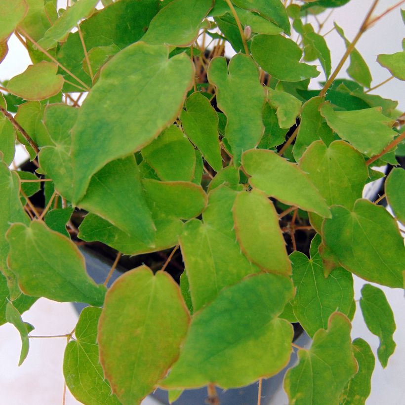 Fleur des Elfes - Epimedium grandiflorum Akebono (Feuillage)