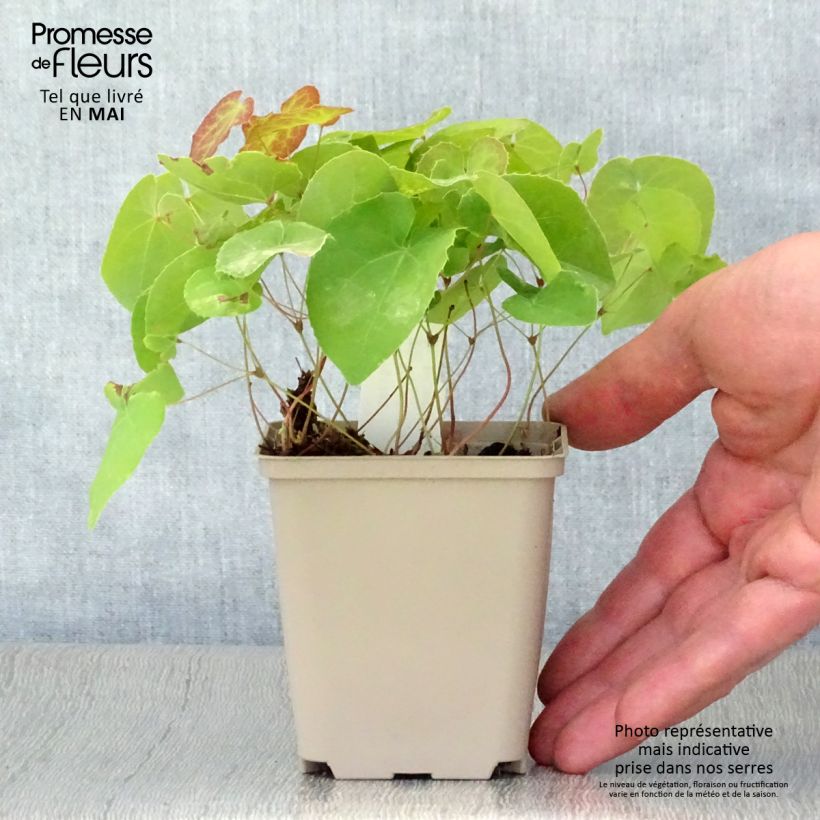 Spécimen de Fleur des Elfes - Epimedium pinnatum ssp colchicum Godet de 9cm tel que livré au printemps