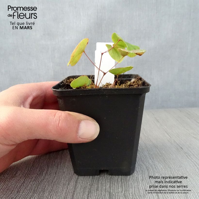 Spécimen de Fleur des Elfes - Epimedium pubigerum Godet de 9cm tel que livré au printemps